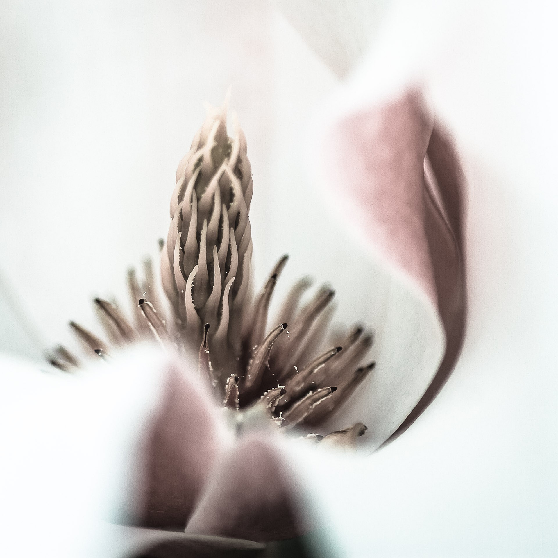 Ellar.magnolia