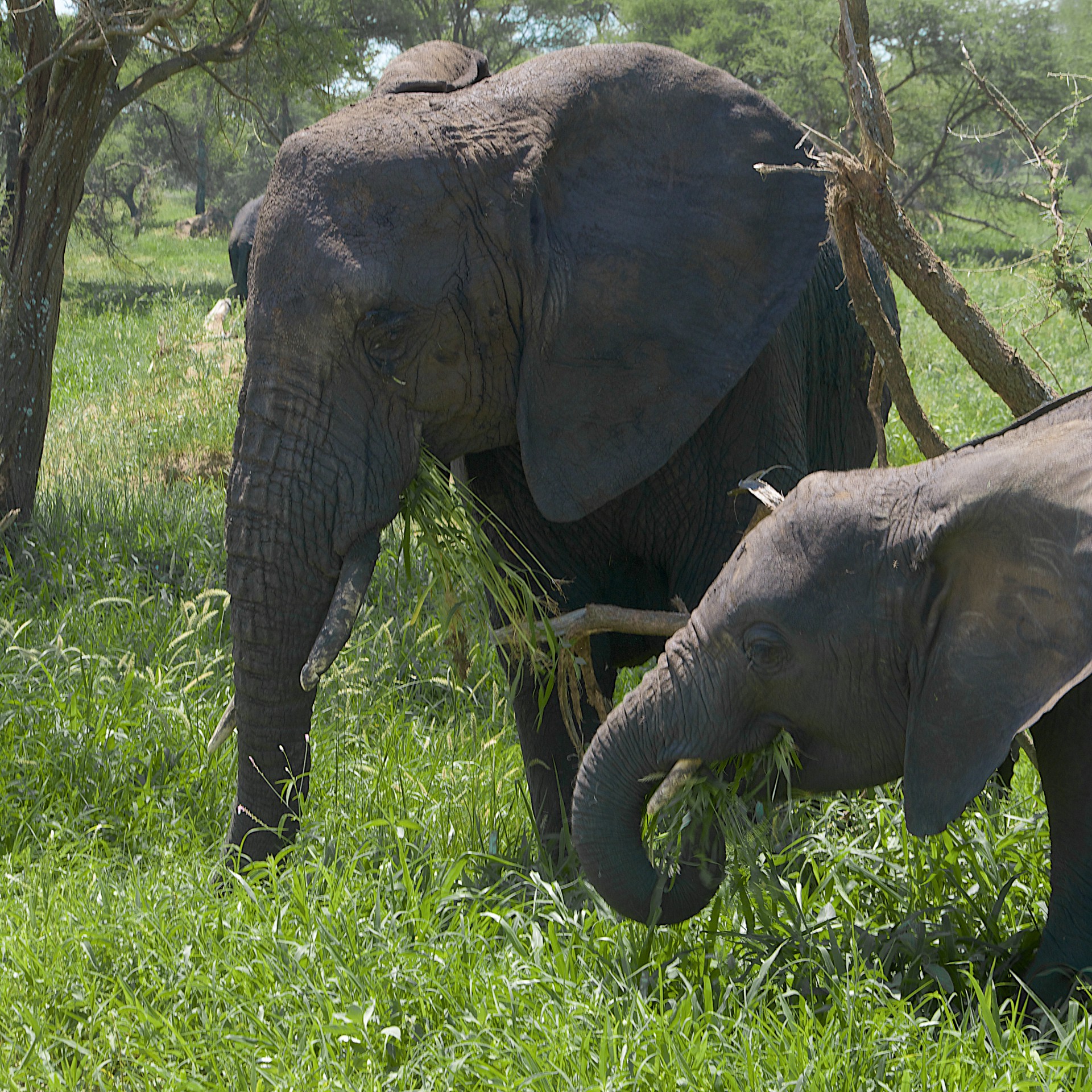 Grazende olifanten